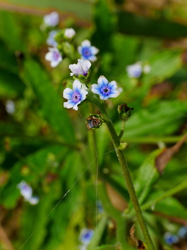 Cynoglossum lanceolatum (Lanceleaf forget-me-not) — photo