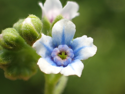 Cynoglossum lanceolatum