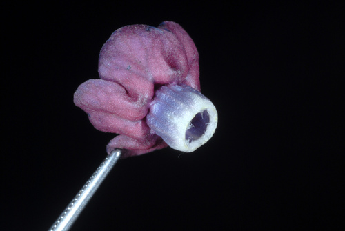 Cynoglossum officinale (Hound's tongue) — photo