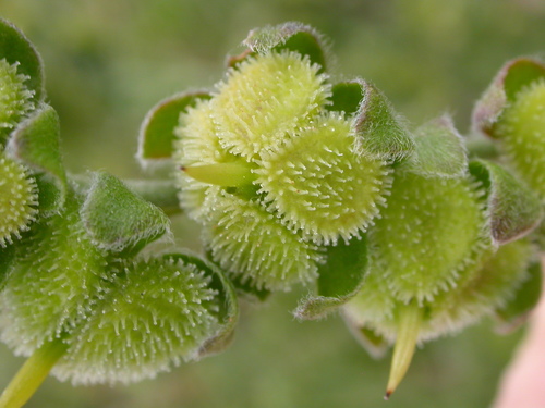 Cynoglossum officinale (Hound's tongue) — photo