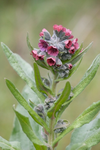 Cynoglossum officinale