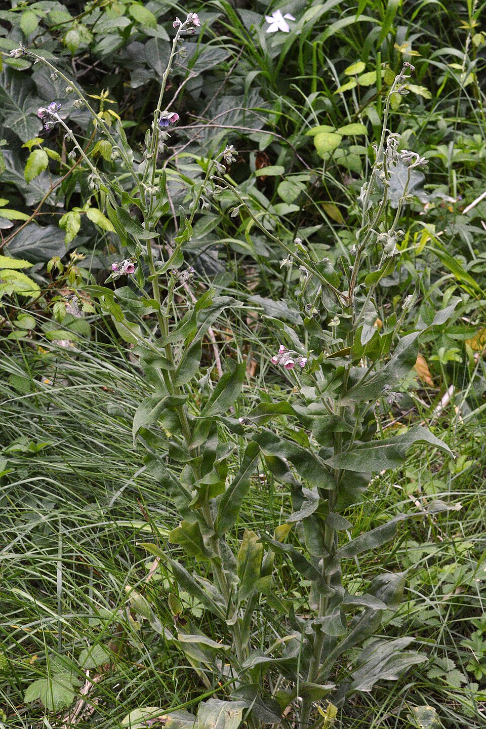 Cynoglossum sp. — photo