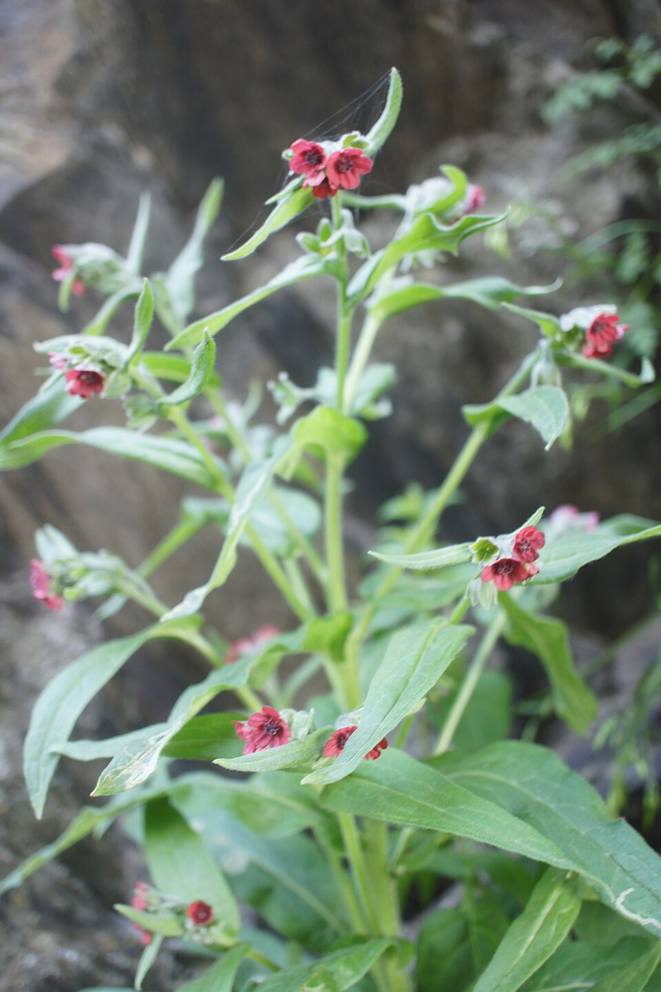 Cynoglossum sp.