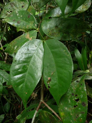 Cynometra ananta — photo