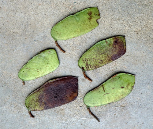 Cynometra ananta — photo