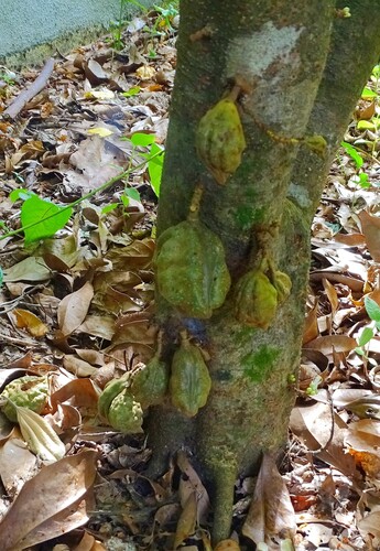 Cynometra cauliflora (Namnam) — photo