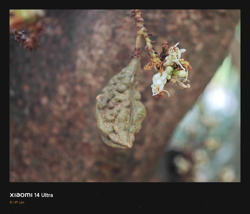 Cynometra cauliflora (Namnam) — photo