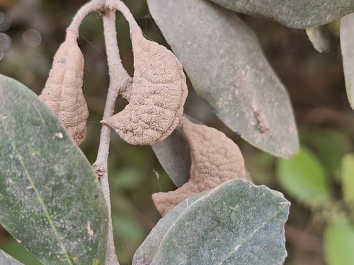 Cynometra vogelii