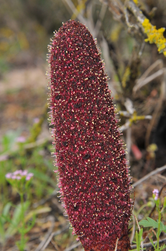 Cynomoriaceae