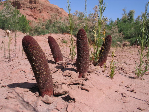 Cynomorium coccineum subsp. songaricum