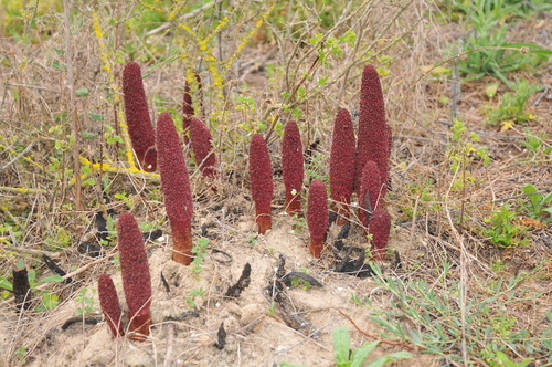 Cynomorium coccineum subsp. songaricum (Suo yang) — photo