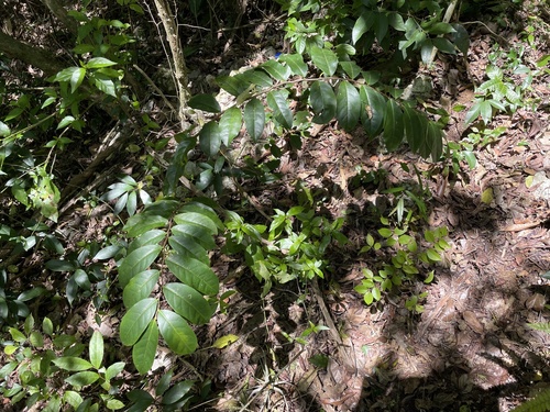 Cynophalla amplissima (Very large cynophalla) — photo