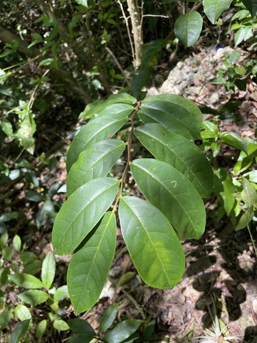 Cynophalla amplissima (Very large cynophalla) — photo