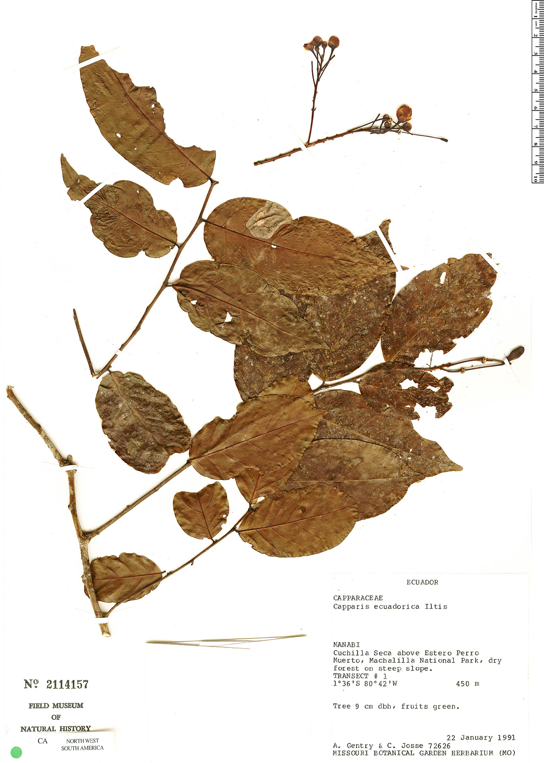 Cynophalla ecuadorica