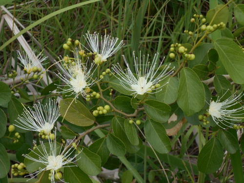 Cynophalla retusa (Retuse cynophalla) — photo