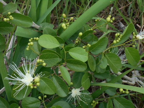Cynophalla retusa (Retuse cynophalla) — photo
