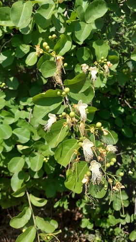 Cynophalla retusa