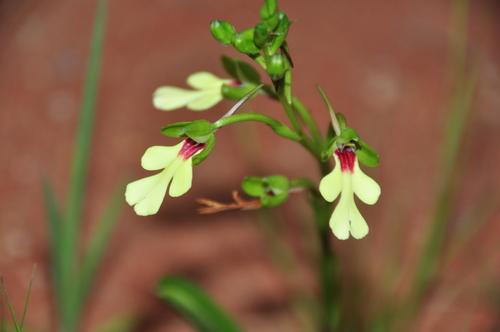 Cynorkis flexuosa