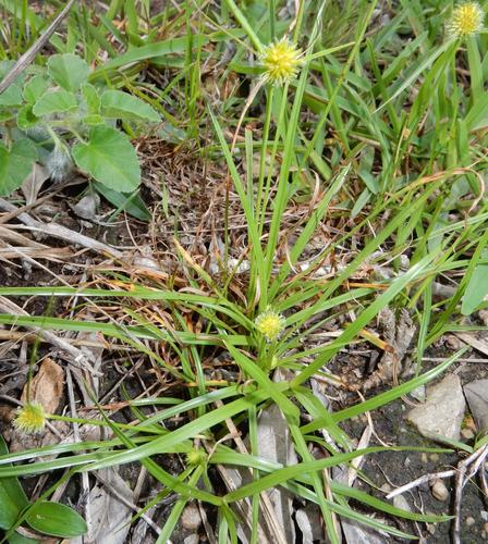 Cyperus alatus — photo