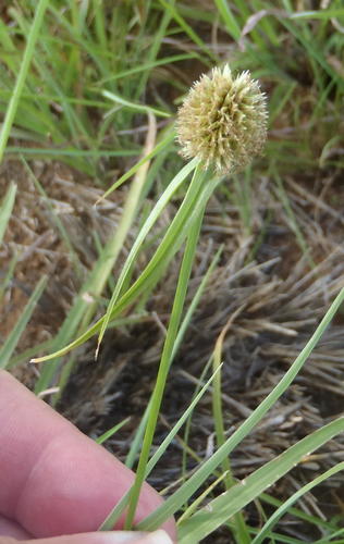 Cyperus alatus