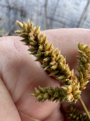 Cyperus alopecuroides (Mat sedge) — photo