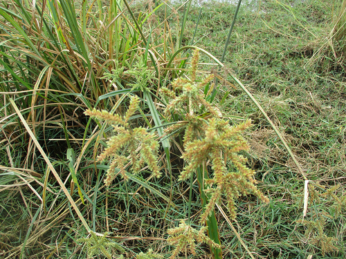 Cyperus alopecuroides