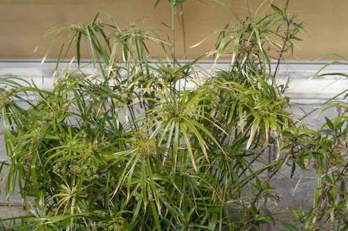 Cyperus alternifolius (Chesa) — photo