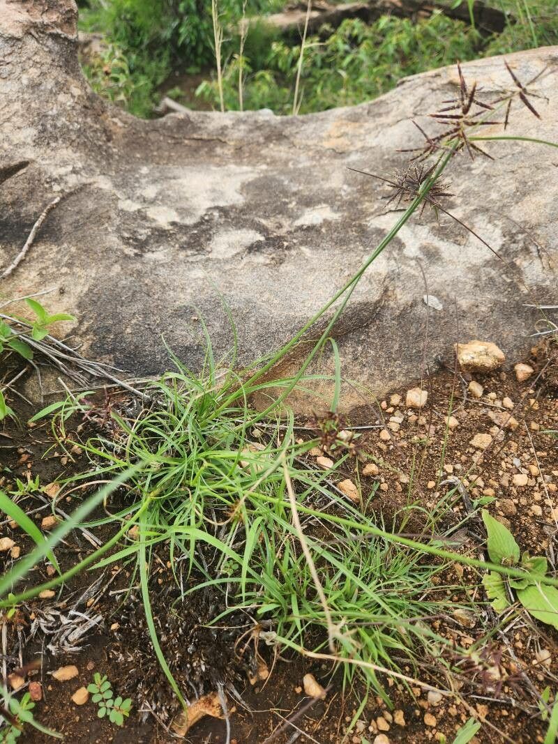 Cyperus amauropus — photo
