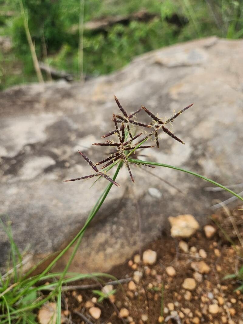 Cyperus amauropus — photo