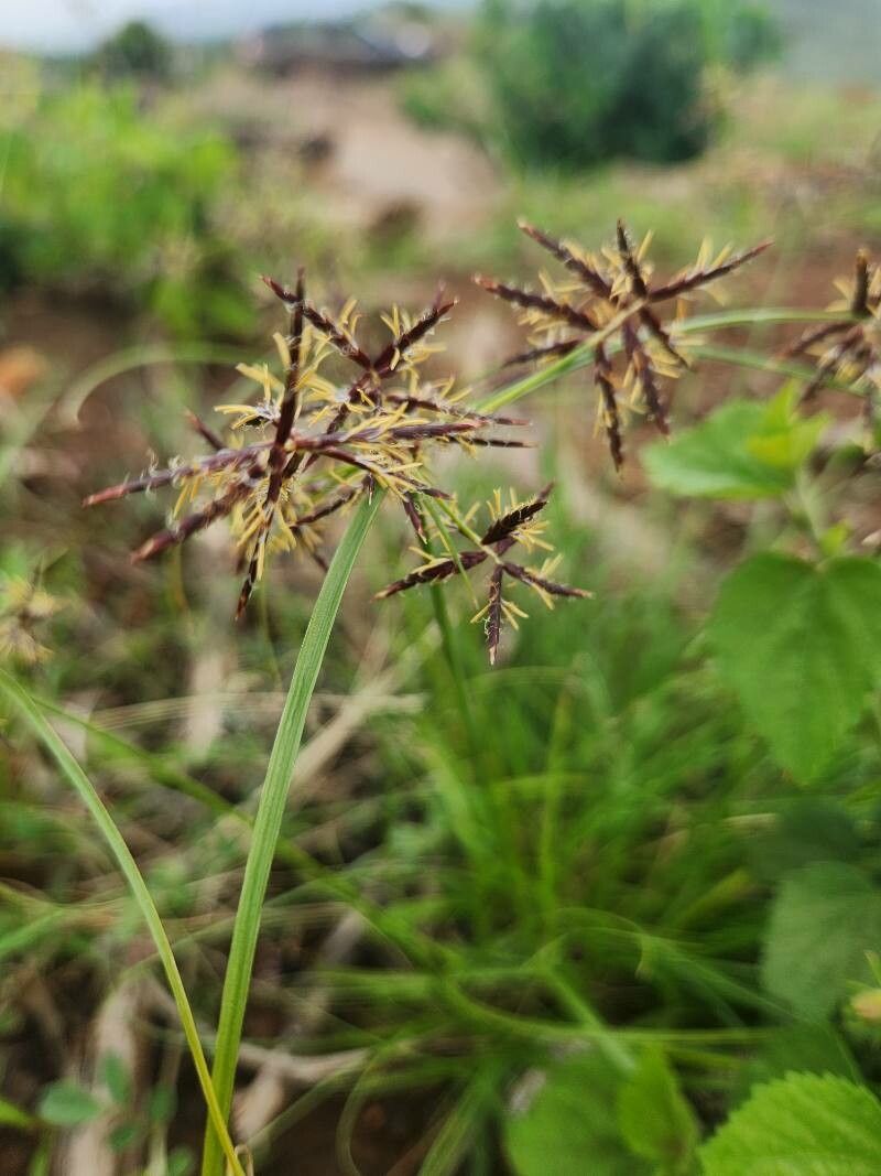 Cyperus amauropus