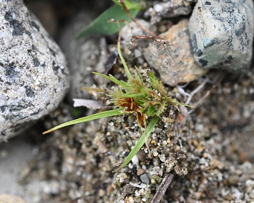 Cyperus aristatus — photo