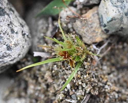 Cyperus aristatus