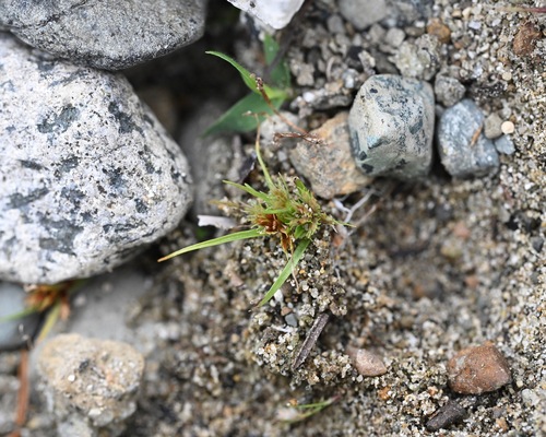 Cyperus aristatus — photo