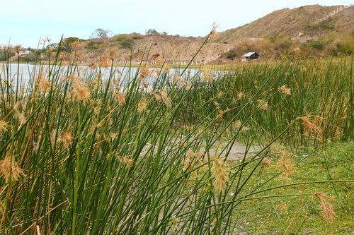Cyperus articulatus (Guinea rush) — photo