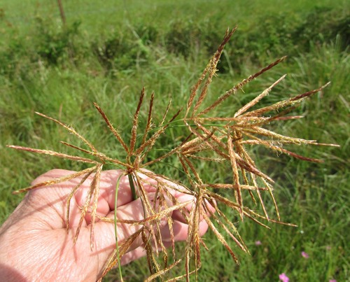 Cyperus articulatus (Guinea rush) — photo