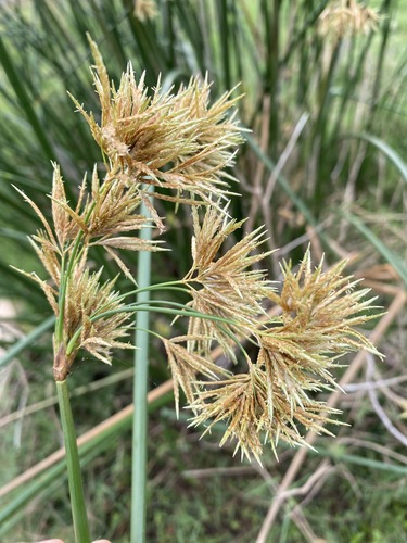 Cyperus articulatus