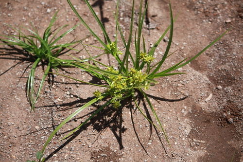 Cyperus assimilis — photo