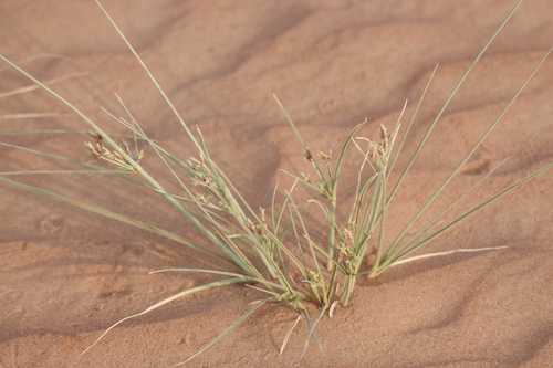 Cyperus aucheri