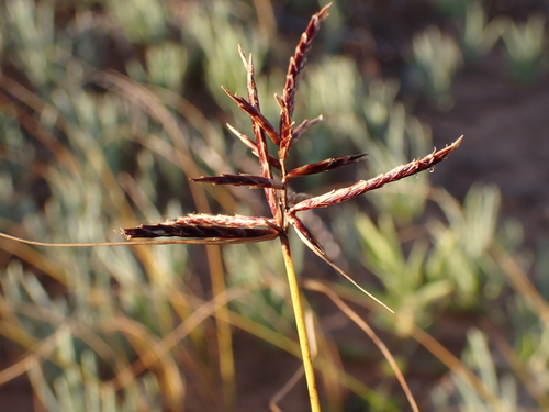 Cyperus bulbosus (Bush onions) — photo