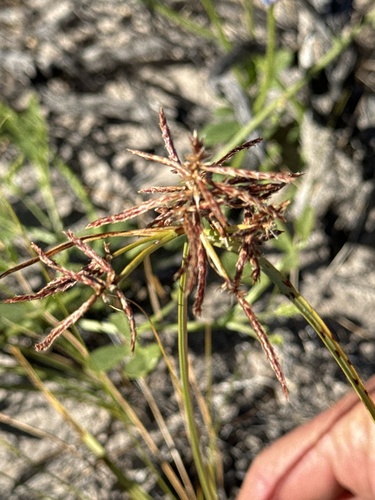 Cyperus bulbosus