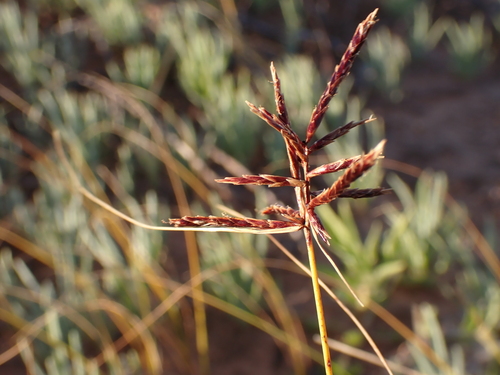 Cyperus bulbosus (Bush onions) — photo