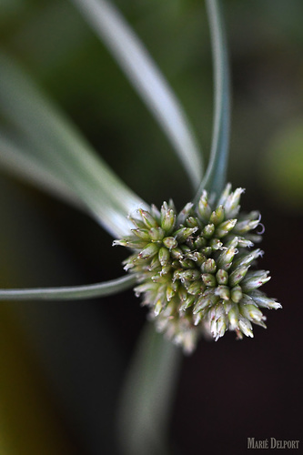 Cyperus capensis — photo