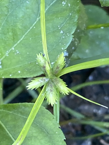Cyperus compressus (Poorland flatsedge) — photo