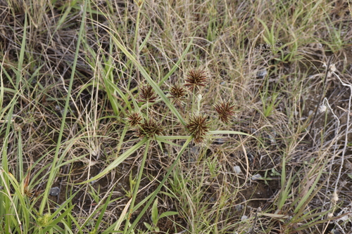 Cyperus congestus — photo