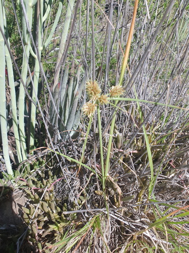 Cyperus congestus — photo