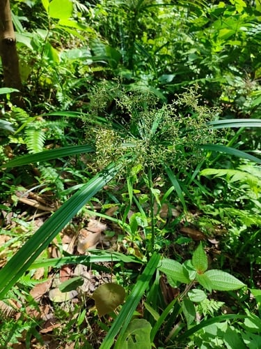 Cyperus diffusus (Ilat) — photo