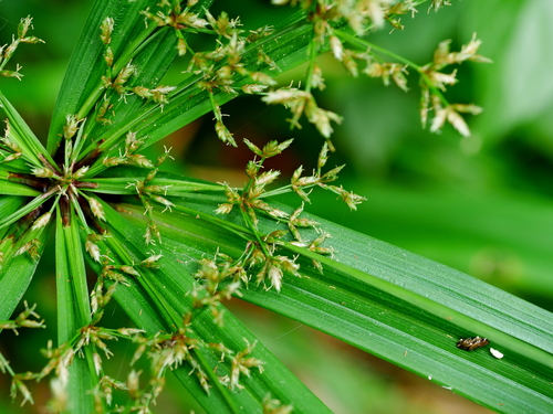 Cyperus diffusus