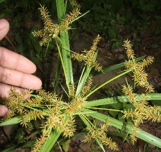 Cyperus digitatus subsp. auricomus — photo
