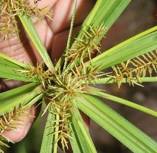 Cyperus digitatus subsp. auricomus — photo