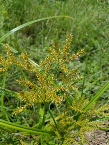 Cyperus digitatus subsp. auricomus